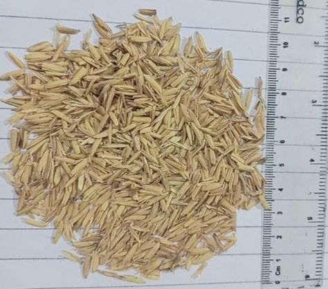 As part of quest for substitutes for cement in the construction industry, a group of researchers from ten universities – including the American University of Ras Al Khaimah (AURAK) -- have published a paper that explores the viability of the use of rice husk ash as a partial replacement of cement for the production of sustainable concrete.    Rice husk ash (RHA), which is rich in silica, has favorable chemistry as supplementary cement-like material for use in concrete. The use of RHA in conc... Rice Husk, American University, Ras Al Khaimah, Construction Industry, American Universities, Lifestyle Art, Cement, Chemistry, Ash