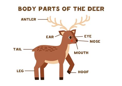 Body parts of the cute deer scheme for c... | Premium Vector #Freepik #vector #worksheet #kids-worksheet #kids-game #english-kids Deer Activities For Preschool, Deer Theme, Kids Worksheet, Cute Deer, Kids Game, Christmas Activities For Kids, English Lessons For Kids, Preschool At Home, Nature Kids