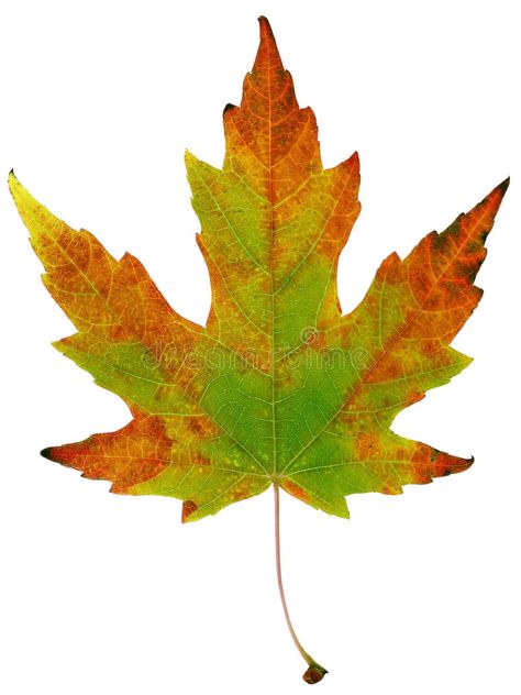 Autumn Leaf. Red, green, orange and yellow maple leaf in autumn, isolated on whi , #affiliate, #green, #orange, #Red, #Autumn, #Leaf #ad Autumn Leaf, Fall Leaf, Autumn Maple Leaves, Autumn Leaves Animals, Yellow Flash Of The Leaf, Maple Leaf Photography, Red Autumn Leaves, Pencil Drawing Inspiration, Autumn Leaf Photography