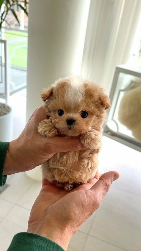 Is the food ready mommy? I'm hungry 😋 ➖ Tag someone who should see this cutie ❤️ ➖ Don't forget to follow @pupsheart for a daily dose of… | Instagram Teacup Maltipoo, Maltipoo Puppies, Puppies For Adoption, Maltipoo Puppy, Tag Someone Who, Tag Someone, My Dog, Daily Dose, More Information