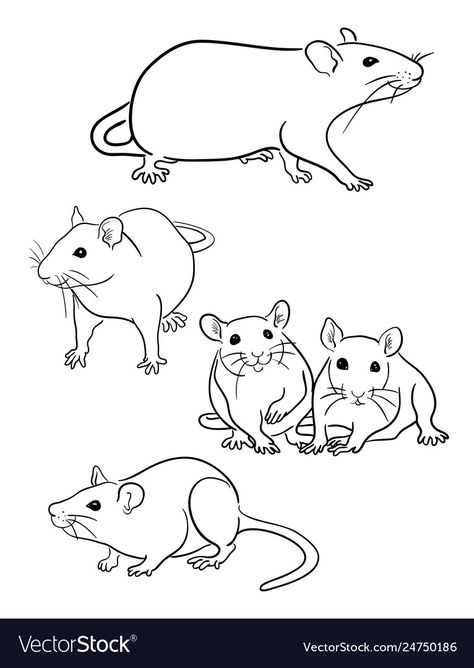 Rat Line Art, Rodent Tattoo, Rattus Rattus, Rat Tattoo, Animal Line Drawings, Line Art Vector, Jewellery Design Sketches, Cute Rats, Diy Tattoo