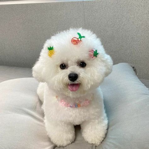 Bichon Dog, Bichon Frise Puppy, Dog Breeds List, Monkey Pictures, Bichon Frise Dogs, Tiny Dogs, Puppy Adoption, Sporting Dogs, Cute Wild Animals