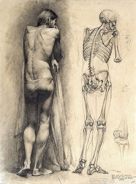 Skeleton Island, Anatomy Aesthetic, Figure Sketches, Drawing Study, Male Figure Drawing, Istoria Artei, Draw Hands, Calendar Layout, Human Anatomy Drawing