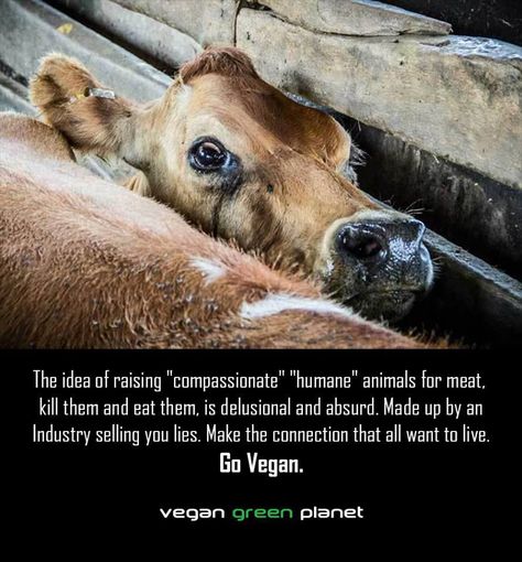 Animal Slaughter, Why Vegan, Animal Liberation, Factory Farming, Stop Animal Cruelty, Animal Advocacy, Glass Walls, Cow Calf, Dairy Cows