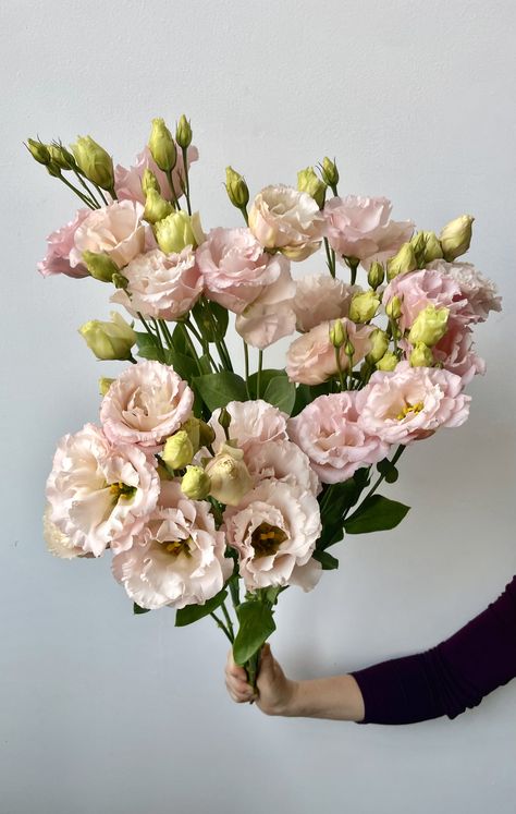 Light Pink Lisianthus, August Wedding Florals, Lisanthius Flowers, Champagne Lisianthus, Lisianthus Peach, Blush Lisianthus, Floral Design Classes, Flower Varieties, Create Cultivate