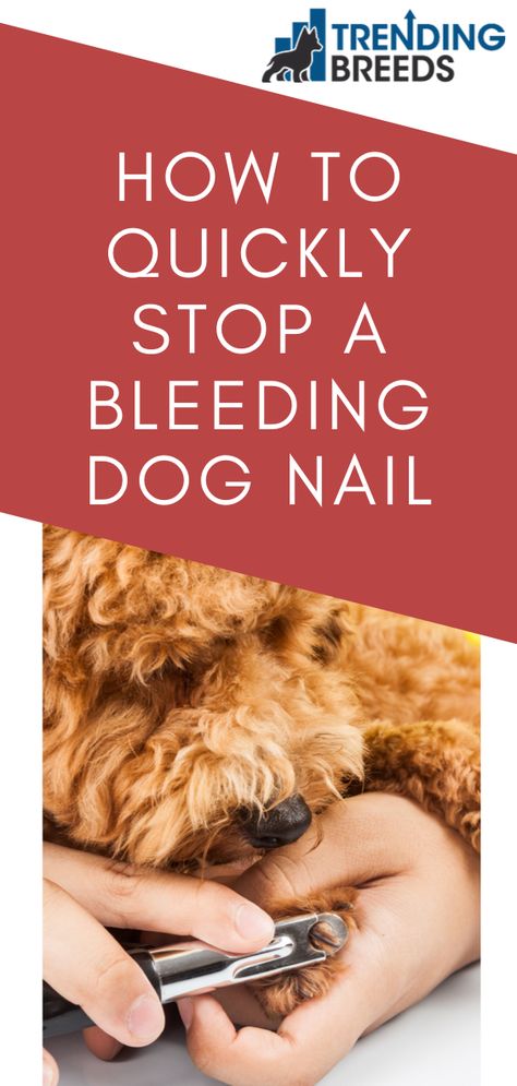 Clipping Dog Nails, Trimming Dog Nails, Blood Nails, Stop Dog Barking, Quick Nail, Dog Nails, Get Nails, Trim Nails, Like A Pro