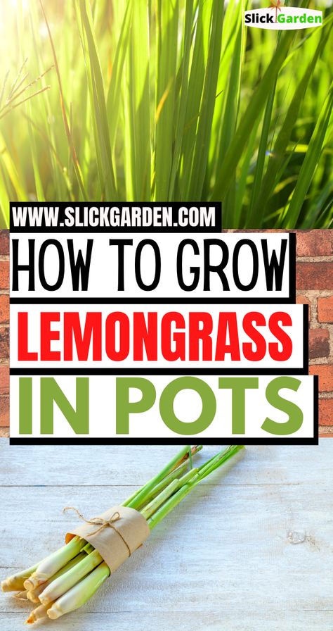 Selecting some healthy cuttings, put them in a jar filled with water. Keep changing the water with fresh water every 2 days. Stalks of lemongrass will grow roots after a few days. When roots reach 1-2 inches in length, it's time to plant them in the final pot. Grow Lemongrass, Lemongrass Plant, Makeup Zombie, Astuces Diy, Grow Plants, Aquaponics System, Growing Herbs, Veggie Garden, Edible Garden