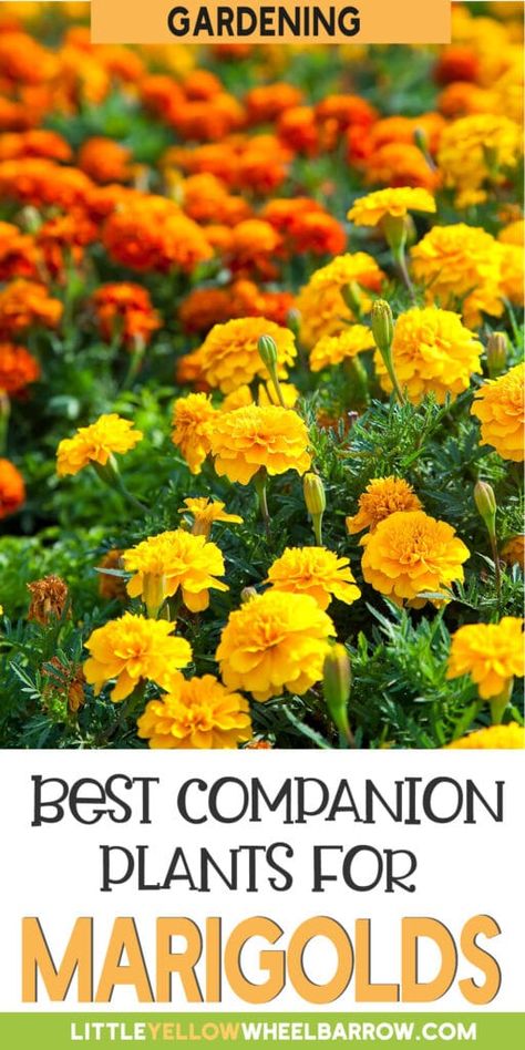 Marigolds In Garden, Dog Friendly Garden, Planting Marigolds, Companion Planting Vegetables, Companion Gardening, Garden Companion Planting, Vegetable Benefits, Plant Benefits, Companion Plants