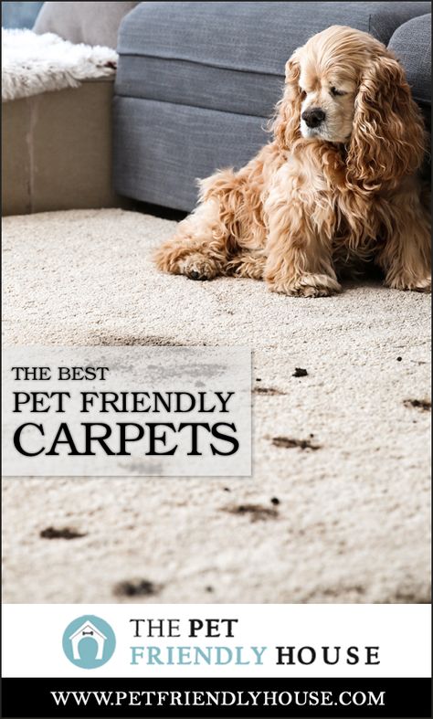 Best Carpet For Pets, Cabin Carpet, Carpet For Dogs, Pet Friendly Carpet, Stairway Carpet, Choosing Carpet, Basement Carpet, Carpets For Kids, Pet Friendly House