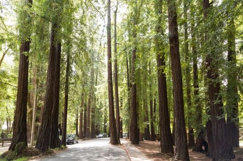 Dolliver Park, LarkspurDowntown Larkspur boasts a charming main street full of restaurants and shops.  Why not start there then meander your way over into Dolliver Park—an enchanting little place that the locals call “Dark Park,” which means just the right amount of redwoods. The kiddos will marvel at the winding road that was designed around the redwoods' wandering roots. Info: Magnolia Ave. at Madrone Ave. in Downtown Larkspur, ci.larkspur.ca.us Photo: Jason Henry, Special To The Chronicle Larkspur California, West Coast Travel, California Girl, Peace And Quiet, Winding Road, California Dreaming, Find Peace, Local Travel, Open Road