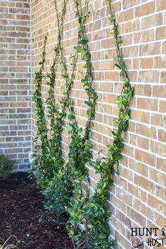 How to Build A DIY Wire Trellis on a Wall - Salvaged Living Jasmine Wire Trellis, Diy Ivy Wall Outdoor, Diamond Trellis Wall, Jasmine Vine Trellis, Ivy Trellis Wall, Jasmine On Trellis, Jasmine Trellis Ideas, Ivy On Trellis, Jasmine Trellis Wall