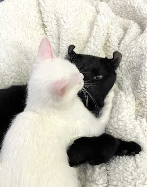 Black And White Cats In Love, Black Cat And White Cat Together, White Cat And Black Cat, Black Cat And White Cat, Two Cats In Love, Romantic Cats, Black And White Kitten, Black And White Cats, Black And White Kittens