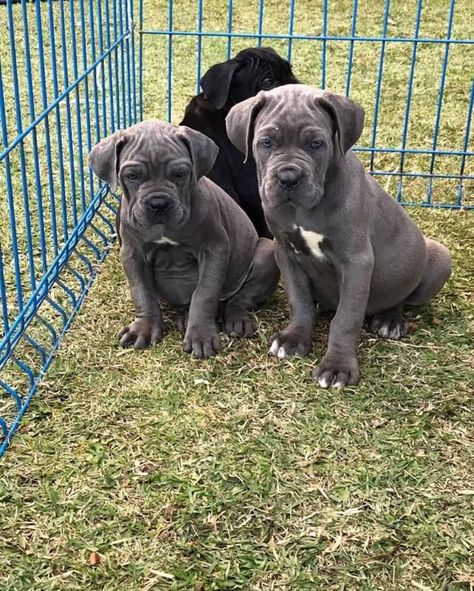 Cane Corso Puppies For Sale | Utica, NY Can Corso Puppies, King Corso Dog, Cane Corso For Sale, Baby Rottweiler, Cane Corso Puppy, Wallpaper Dog Aesthetic, Small Dog Tattoos, Dog Names Unique, Cane Corsos