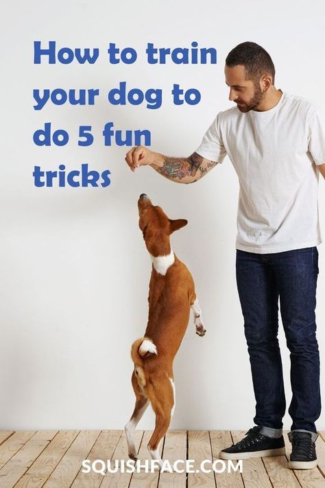 how to train your dog to do 5 fun tricks Dog Tricks Training Step By Step, Dog Tricks Easy, English Bulldog Care, Teach Dog Tricks, Trained Dog, Wrinkle Dogs, Dog Skin Care, Dog Tricks, Easiest Dogs To Train