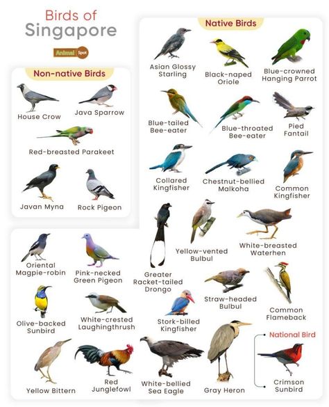 List of Birds Found in Singapore with Pictures Birds Types, Galapagos Islands Animals, Animals With Antlers, Omnivorous Animals, Oviparous Animals, Poisonous Animals, Melanistic Animals, Animals That Hibernate, Fat Animals