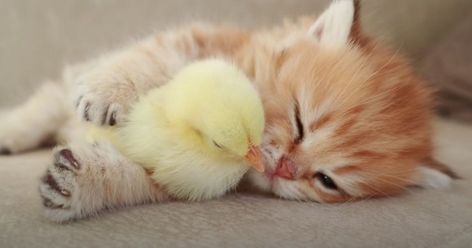 Kitten And Baby Chick Are The Best Snuggle Buddies (Video) - I Can Has Cheezburger? Orange Kittens, Baby Chickens, Animals Friendship, Funny Cats And Dogs, Anime Cat, Baby Chicks, Funny Cat Pictures, Cute Creatures