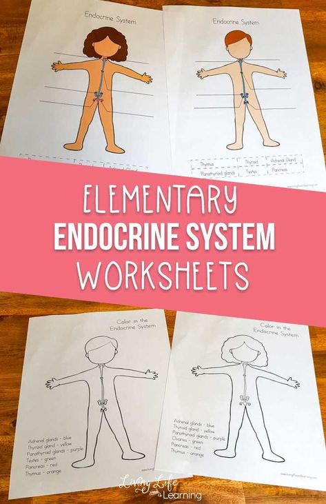 Learning about the human body? These elementary endocrine system worksheets are just what you need - learn all about the different glands that secrete hormones and their functions in the endocrine system.  #endocrinesystem #humanbody #biology #science #elementaryscience #LivingLifeandLearning Hormones And Their Functions, Human Body Lesson, Homeschooling Elementary, Homeschooling Kindergarten, Human Body Worksheets, Science Pins, Excretory System, Elementary Science Activities, Homeschool Science Curriculum