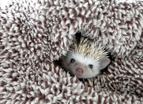 Black Hedgehog, Hedgehog Pet, Hedgehogs, Cuteness Overload, Ferret, Animals And Pets, Cute Animals, Pet, Animals