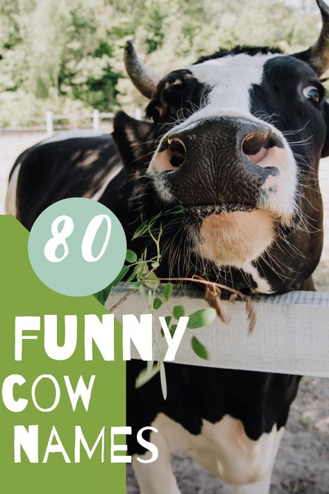 Cows might seem like gentle creatures, but they can actually be hilarious. So they need a funny cow name to match! Funny Girl Names, Funny Cow Names, Pun Names, Mini Highland Cow, Cow Puns, Cow Names, Show Cows, Pet Cows, Fluffy Cows