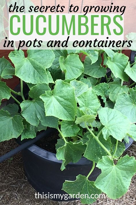 Grow Mini Cucumbers, Vegetables In Containers Growing, Cucumber Pot Trellis, Cucumber Growing In Pots, Vegetable Pots Garden, Grow Cucumbers In Containers, How To Grow Cucumbers In Containers, Potted Cucumber Trellis, Cucumber Trellis For Pots