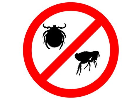 Finding Ticks on Your Dog: 5 Places to Look External Parasites, Aphid Spray, Get Rid Of Ticks, Flea Infestation, Flea Spray, Tick Repellent, Toxic Products, Natural Repellent, Pet Spray