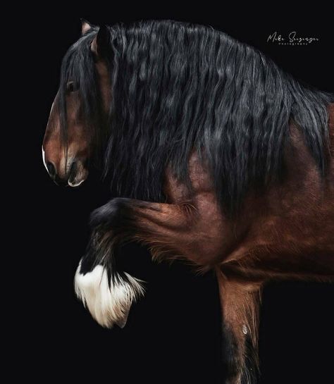 Equine Photography Poses, Draft Horse Breeds, Beautiful Horses Photography, Shire Horse, Draft Horse, Big Horses, Horse Drawing, Horse Drawings, All The Pretty Horses