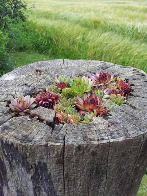 Succulent Garden Design, Succulent Garden Diy, Rock Garden Landscaping, Garden Containers, Woodland Garden, Garden Yard Ideas, Memorial Garden, Unique Gardens, Tree Stump