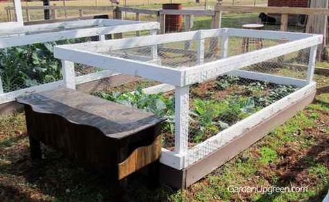 9-diy-quail-hutch-ideas-and-designs Quail Pen, Quail House, Quail Coop, Garden Conservatory, Raising Quail, Vegetable Bed, Veg Garden, Backyard Farming, Hobby Farms