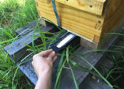 Natural Beekeeping, Varroa Mite, Backyard Bee, Raising Bees, Backyard Beekeeping, I Love Bees, Bee Boxes, Bee Mine, Farms Living