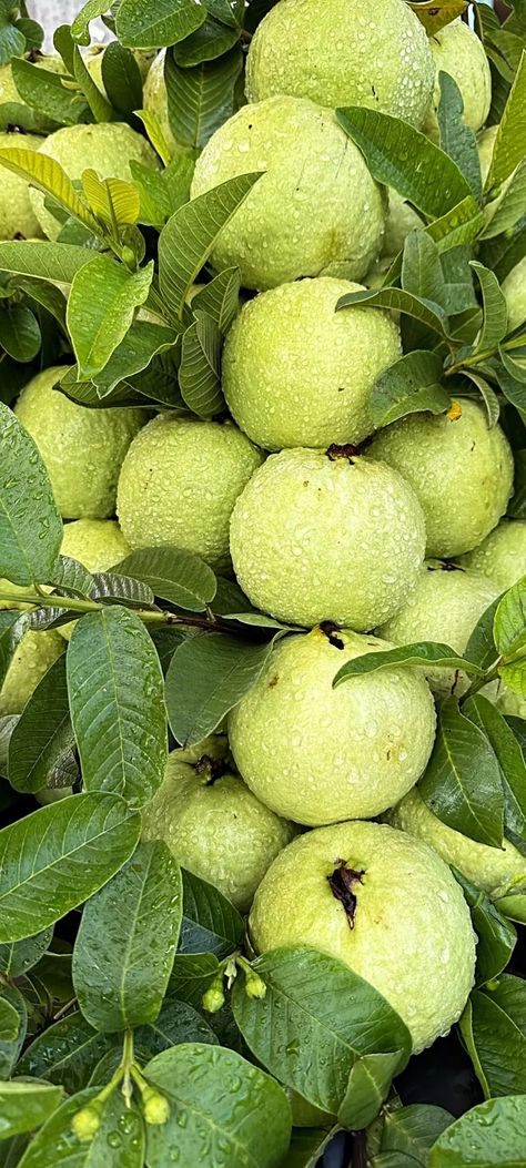 Guava Images, Agriculture Pictures, Pineapple Guava, Vegetables Photography, Guava Fruit, Valley Of Flowers, Vegetable Garden Planning, Types Of Fruit, Beautiful Flowers Photos