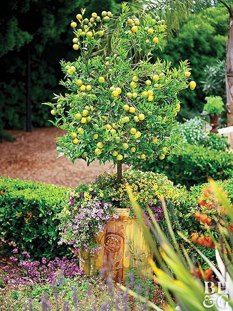 Lime tree in pot with flowers Cocktail Garden, Growing Citrus, Patio Trees, Types Of Herbs, Lime Tree, Citrus Trees, Peach Trees, Have Inspiration, Potted Trees