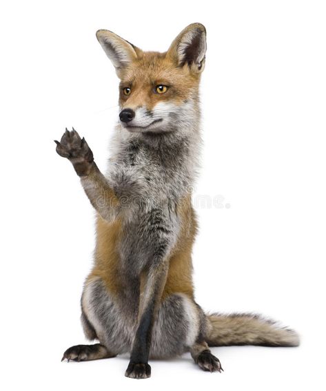 Fox Paws, Swift Fox, Fox Sitting, Fox Stuffed Animal, Fox Images, Fox Drawing, Download Image, Photo Download, Funny Animal Memes