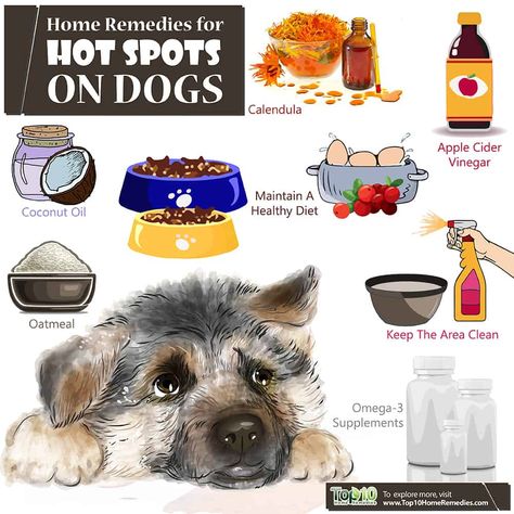 home remedies for hot spots on dogs Diy Hot Spot Remedy For Dogs, Hot Spot Remedies For Dogs, Dog Hot Spot Remedy Diy, Hot Spots On Dogs, Dog Rash, Dog Mange, Dogs At Home, Dog Hot Spots, Itchy Dog