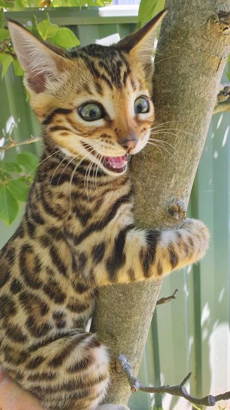 Gato Bengali, Evolutionary Art, Bengal Kitten, Dream's Cat, Leopard Cat, Bengal Cats, Cute Animals Puppies, Pets 3, Pretty Animals