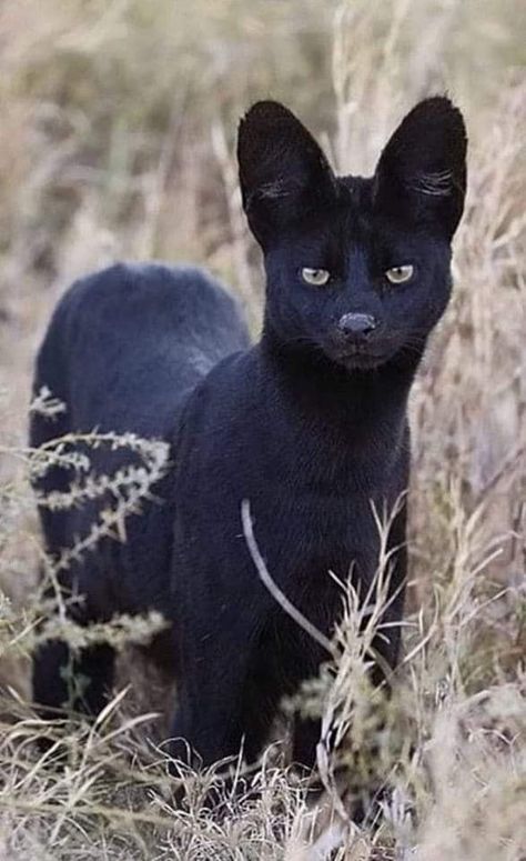 Kenyan black serval cat Melanistic Animals, Serval Cats, Exotic Cats, Unusual Animals, Rare Animals, Pretty Animals, Warrior Cat, Warrior Cats, Unique Animals