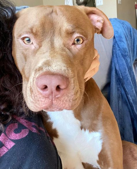 "King" Full Breed Red Nose Pitbull Pitbull Red Nose, Red Pitbull, Red Nose Pitbull Puppies, Pitbull Colors, Pitbull Aesthetic, Mixed Puppies, Pitbull Boxer, Pitbull Puppies For Sale, Pit Bull Puppy