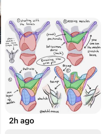 Mitch Leeuwe, Human Body Drawing, Arm Pits, Anatomy Tutorial, Instagram Drawing, Human Anatomy Drawing, Body Drawing Tutorial, Human Figure Drawing, Human Anatomy Art