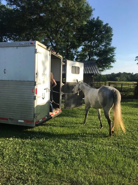 Trailer Essentials, Horse Transport, Horse Stall, Horse Box, Star Stable, Horse Stalls, Horse Trailers, Safety Gear, Horse Health