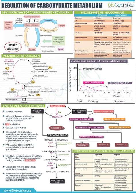 Regulation of carbohydrate metabolsim Classification Of Carbohydrates, Biochemistry Notes Carbohydrates, Carbohydrates Notes, Nursing School Life, Biochemistry Notes, Learn Biology, College Apps, Student Board, Science Models