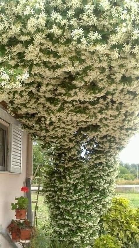 Vine Fence, Patio Chico, Floral Art Arrangements, Jasmine Plant, Beautiful Home Gardens, Cottage Garden Design, Beautiful Flowers Photography, Baby Breath, Patio Plants