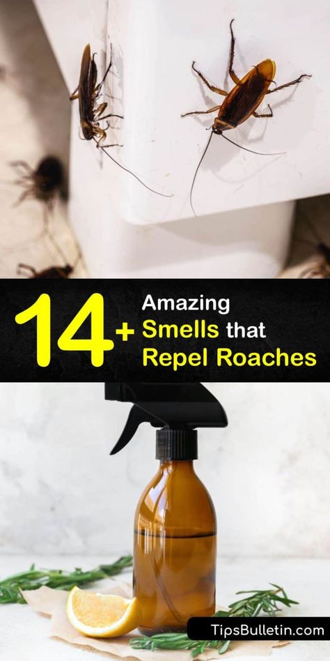 Roach Remedies, Cockroach Repellent, Repellent Diy, Diy Bug Repellent, Kill Roaches, Diy Bug Spray, Bug Spray Recipe, Roach Killer, Natural Bug Repellent