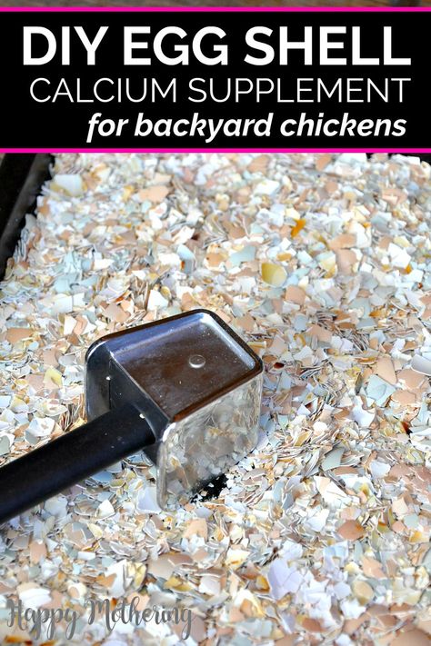 Food For Chickens, Raising Turkeys, Egg Laying Chickens, Backyard Chicken Farming, Chicken Life, Chicken Health, Best Chicken Coop, Chicken Treats, Raising Backyard Chickens