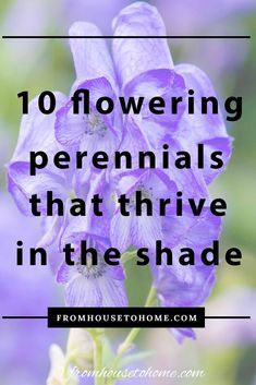 Tall Shade Perennials, Plants That Like Shade, Michigan Garden, Shade Loving Shrubs, Ground Orchids, Shade Garden Design, Shade Loving Perennials, Hummingbird Plants, Shade Gardening