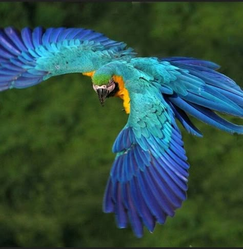 Stunning Macaw in Brazil - Heavenly Blues Brazil Animals, Blue Gold Macaw, Parrot Flying, Blue Macaw, Manhattan Project, Macaw Parrot, Pretty Animals, Exotic Birds, Tropical Birds