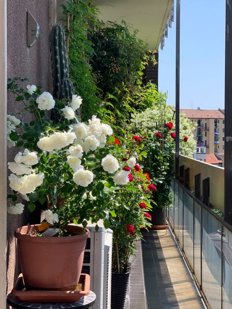 Milan Balcony, Chic Balcony, Container Roses, Small Apartment Balcony Ideas, Buddha Home Decor, Garden Vase, Flower Road, Roof Gardens, Small Balcony Garden