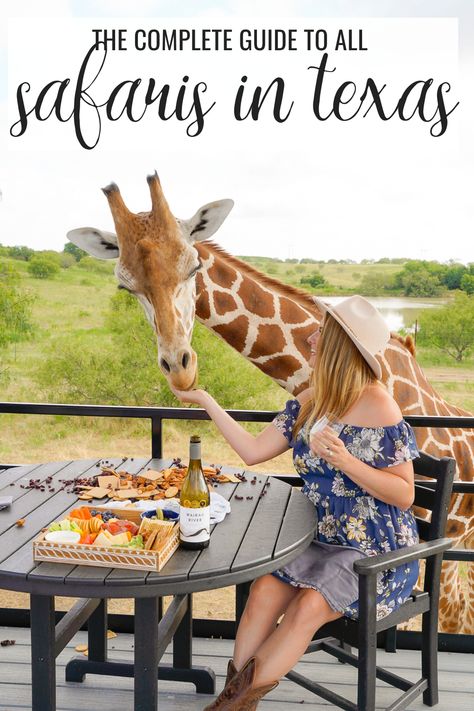 Giraffe dining experience at one of the top Drive Thru Zoos and Exotic Animal Safaris in Texas. Giraffe Hotel, Glen Rose Texas, Dinosaur Valley State Park, Glen Rose, Travel Texas, Dinosaur Tracks, Texas Places, Safari Park, Drive Thru