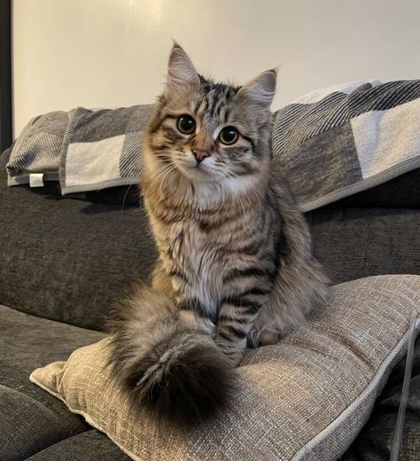 Grey Striped Cat, Striped Cats, Tabby Kittens, Grey Tabby Kittens, Grey Tabby, Wild Baby, Tabby Kitten, Striped Cat, Brown Cat