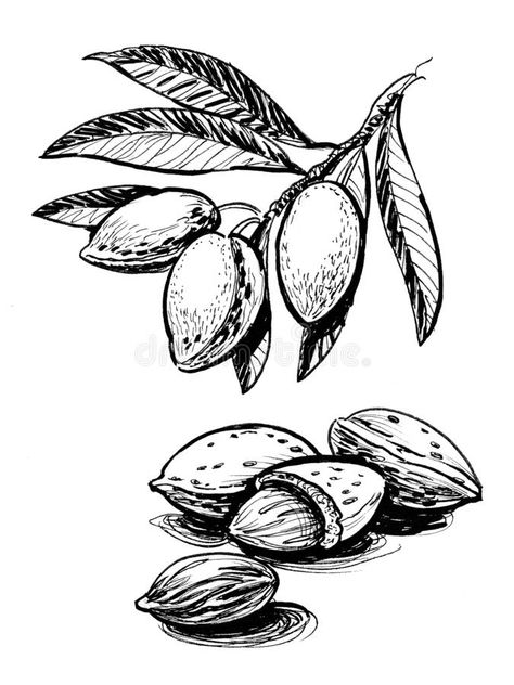 Almond Tree Drawing, Pecan Tree Drawing, Almond Tree Tattoo, Almond Illustration, Lebron James Tattoos, Spiritual Drawings, Trees Drawing, Tree Drawing Simple, Jordan Wedding