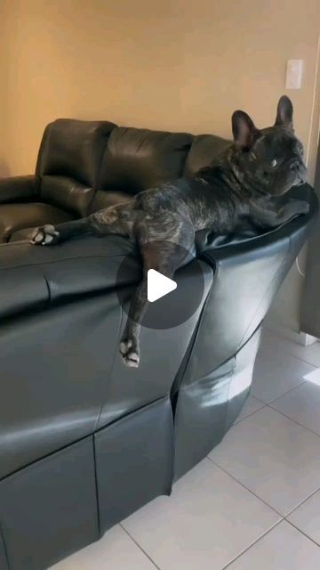 French Bulldogs of Instagram🐶 on Instagram: "Ready to go bebe 

big_kev_the_frenchbulldog

#frenchbulldogworlds #frenchbulldog #frenchie #buhi #dogs #frenchielover #frenchiesofinstagram #frenchbulldogsofinstagram #frenchies #fawnfrenchie #merlefrenchie #bluefrenchie #mycutestfrenchie #frenchbulldogbreeder #puppy #puppies #französischebulldogge #frenchiemom #dogsofinstagram #instagood #reels #frenchielove #pup #dogmom #fyp #doglove #furbaby" Grey French Bulldog Puppy, Blue French Bulldog Puppies, French Bulldog Breeders, Grey French Bulldog, Blue Frenchie, Fawn French Bulldog, French Bulldog Breed, Frenchie Mom, Frenchie Lovers