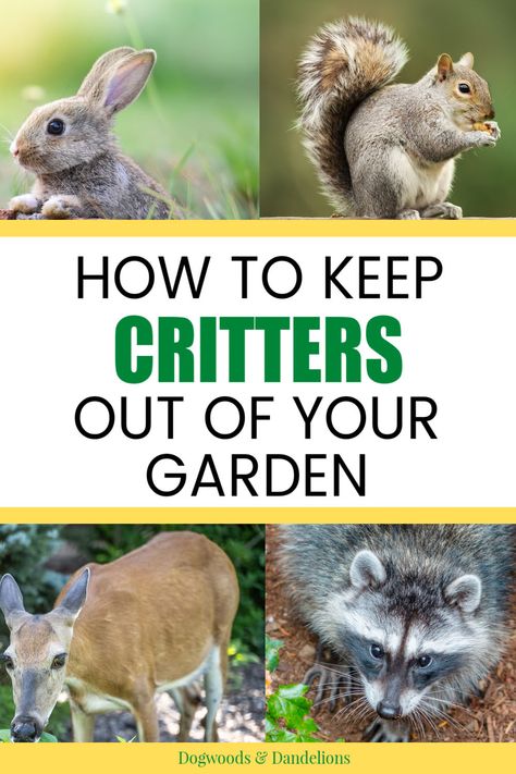 Don't let the rabbits, deer, and other critters steal all your garden fresh vegetables. Learn how to keep the animals out of your garden so you get to harvest all the delicious produce yourself. I'll explain what works and what doesn't. gardening problems | beginning gardener Pest Free Garden, Gardens To Keep Animals Out, Backyard Farming Garden, Garden Design To Keep Animals Out, Garden To Keep Animals Out, Pot Gardening, Protect Garden From Animals, Keep Animals Out Of Garden, Keep Critters Out Of Garden